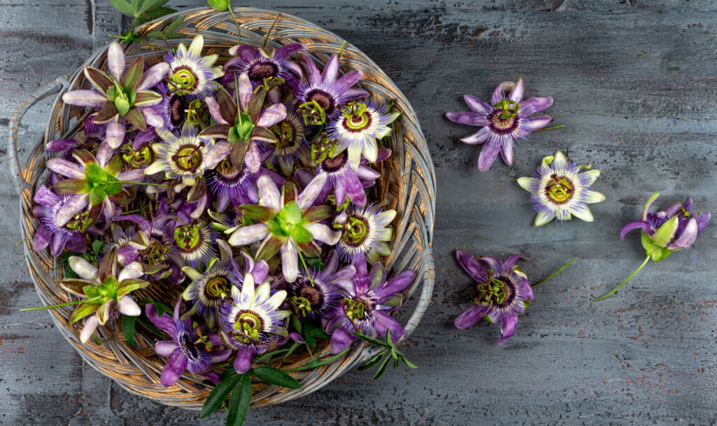 Passionflowers -Passiflora Incarnata and Blue Passionflower Caerulea .on grey wooden background