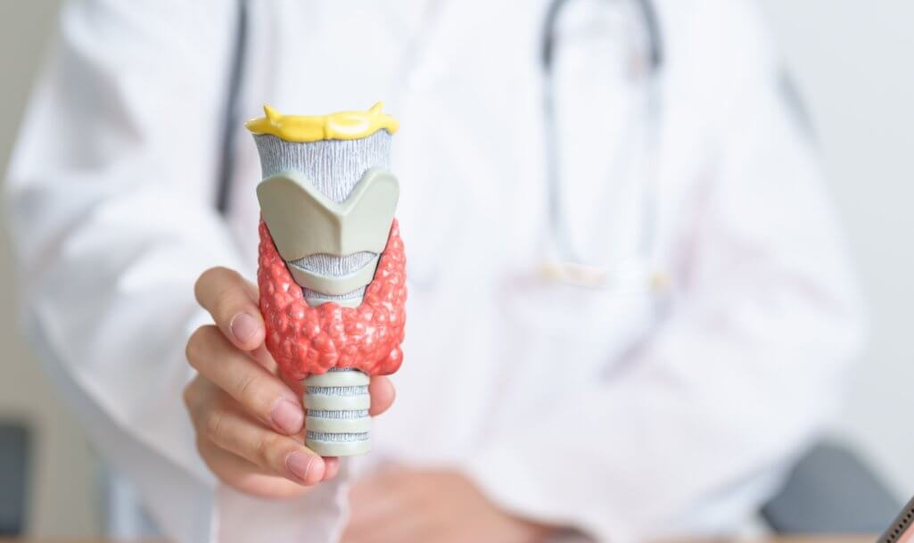 Doctor with human Thyroid anatomy model. Hyperthyroidism, Hypothyroidism, Hashimoto Thyroiditis, Thyroid Tumor and Cancer, Postpartum, Papillary Carcinoma and Health concept