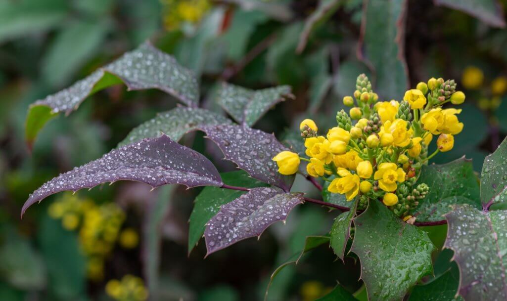 Berberine or Chinese Barberry (Berberis sp.), shrub with small yellow flowers, covered with raindrops