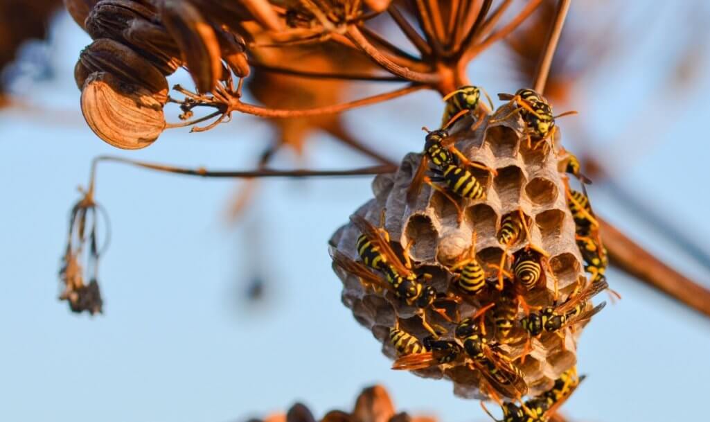 A wild wasp, with its vibrant yellow and black markings, hovers near its meticulously constructed nest.